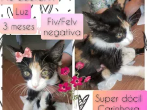 Gato raça SRD idade 2 a 6 meses nome Luz