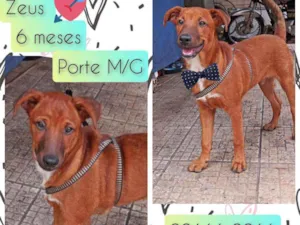 Cachorro raça SRD idade 7 a 11 meses nome Zeus