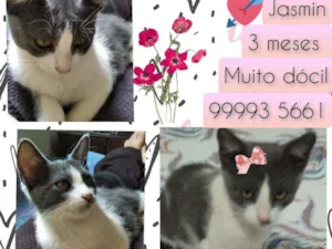 Gato raça SRD idade Abaixo de 2 meses nome Jasmin