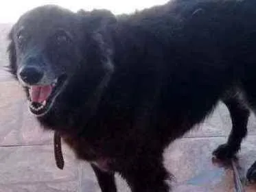 Cachorro ra a Sem raça definida idade 6 ou mais anos nome Pandora 