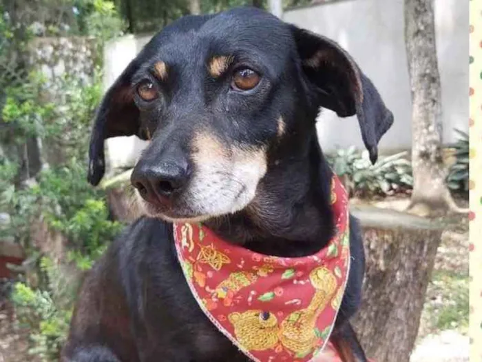 Cachorro ra a Srd idade 6 ou mais anos nome VALENTINA