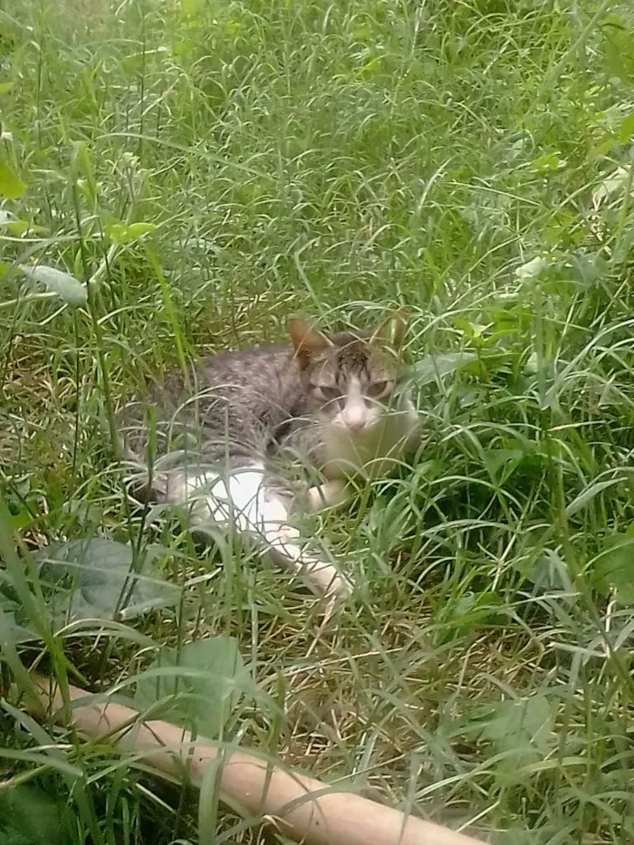 Gato ra a SRD-ViraLata idade 2 a 6 meses nome sem nome