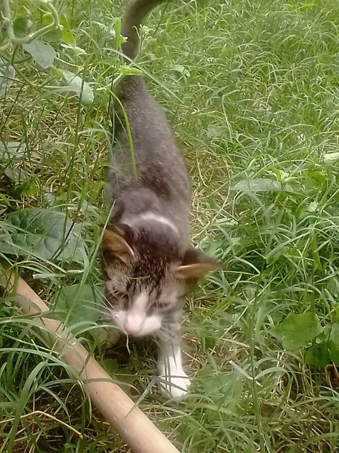 Gato ra a SRD-ViraLata idade 2 a 6 meses nome sem nome