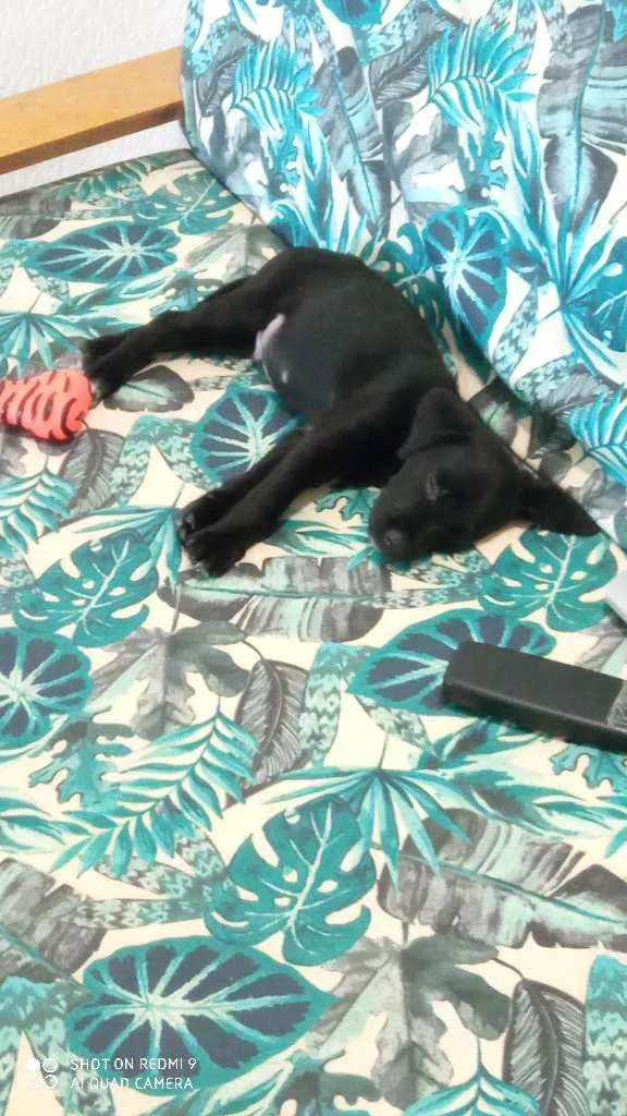 Cachorro raça Vira-lata idade 2 a 6 meses nome Nick