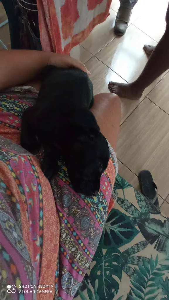 Cachorro raça Vira-lata idade 2 a 6 meses nome Nick