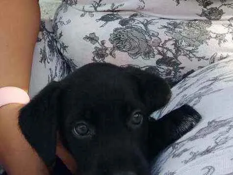 Cachorro raça Vira-lata idade 2 a 6 meses nome Nick