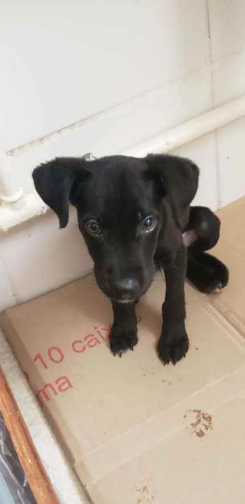 Cachorro raça Vira-lata idade 2 a 6 meses nome Nick