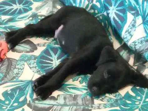Cachorro raça Vira-lata idade 2 a 6 meses nome Nick