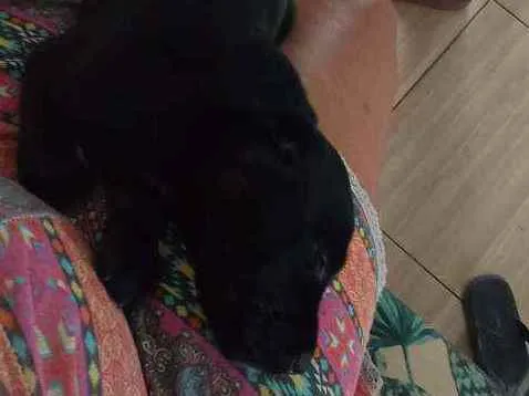 Cachorro raça Vira-lata idade 2 a 6 meses nome Nick