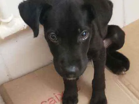 Cachorro raça Vira-lata idade 2 a 6 meses nome Nick