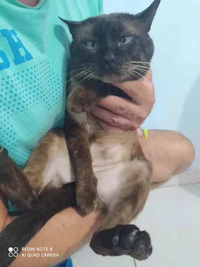 Gato ra a  idade 2 anos nome Bar 