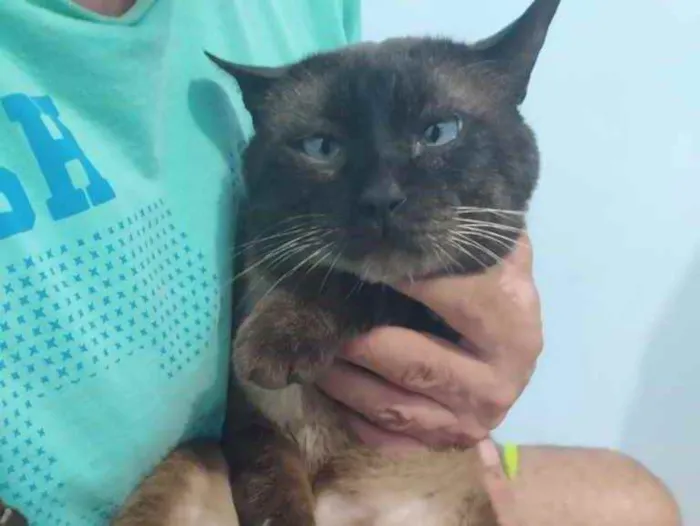 Gato ra a  idade 2 anos nome Bar 