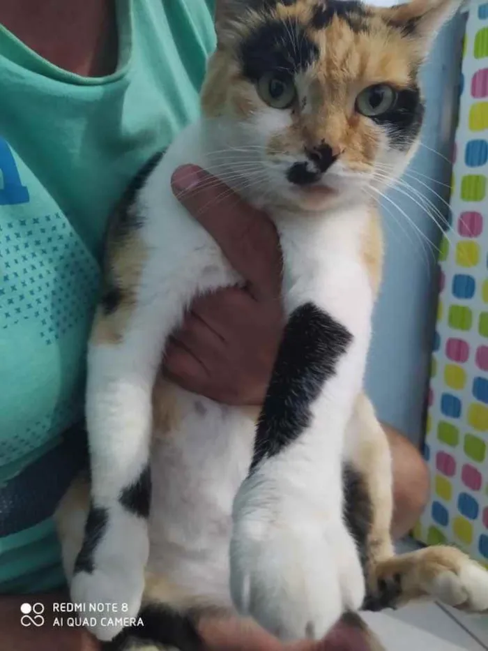 Gato ra a  idade 2 anos nome Jada 