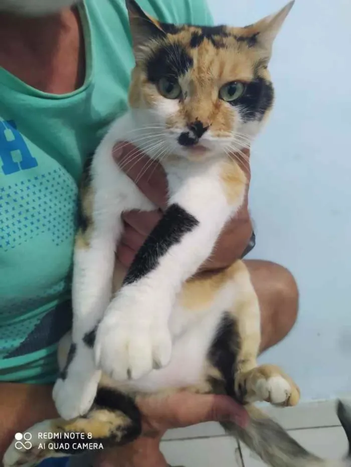 Gato ra a  idade 2 anos nome Jada 