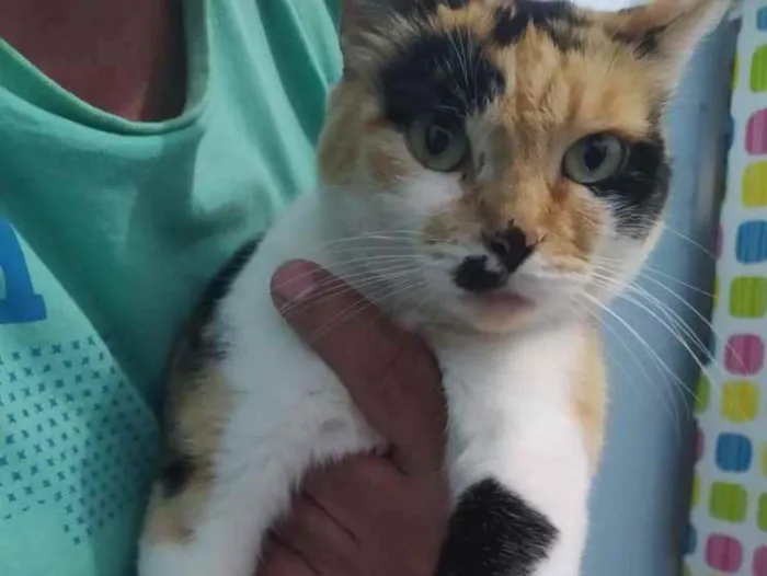 Gato ra a  idade 2 anos nome Jada 