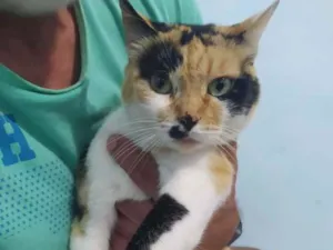 Gato raça  idade 2 anos nome Jada 