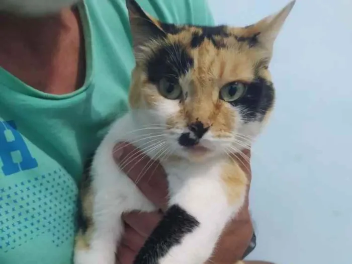 Gato ra a  idade 2 anos nome Jada 
