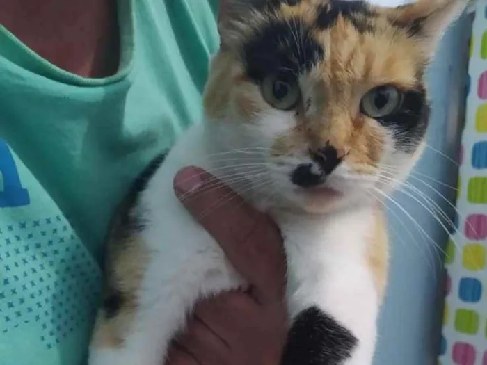 Gato ra a  idade 2 anos nome Jada 