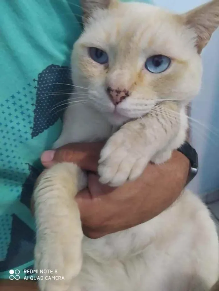 Gato ra a  idade 2 anos nome Neve