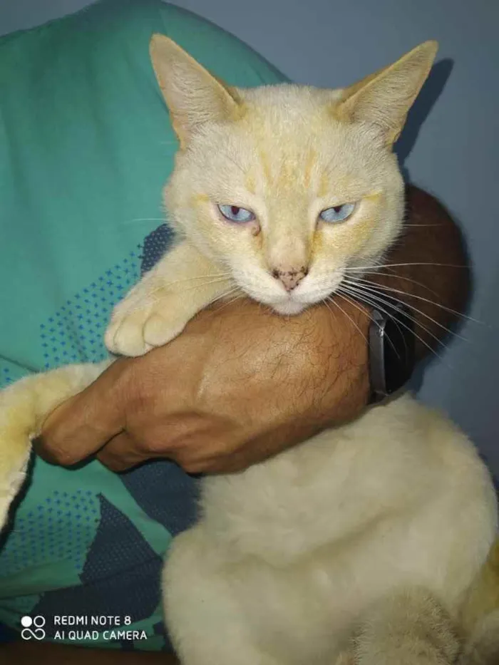 Gato ra a  idade 2 anos nome Neve