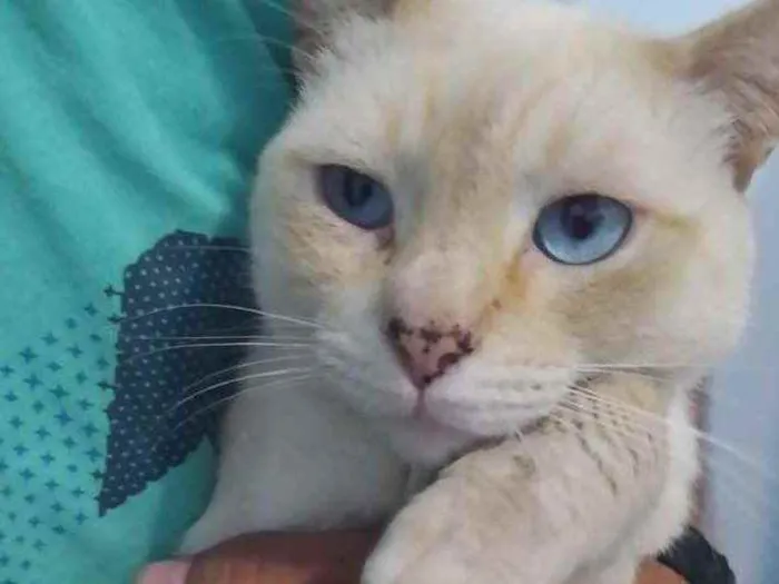 Gato ra a  idade 2 anos nome Neve