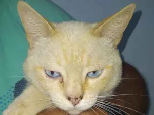 Gato raça  idade 2 anos nome Neve