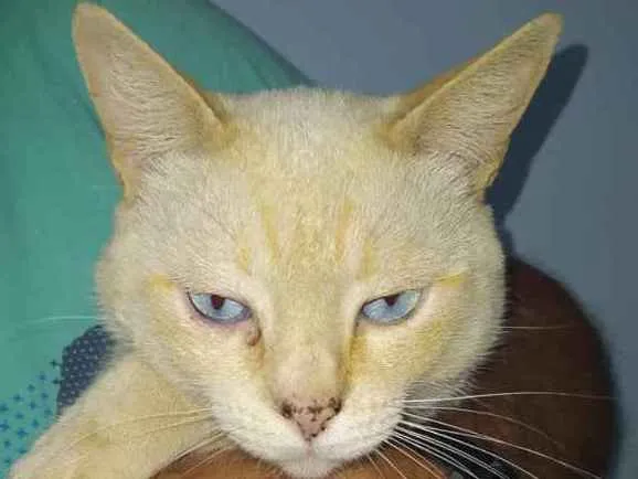 Gato ra a  idade 2 anos nome Neve
