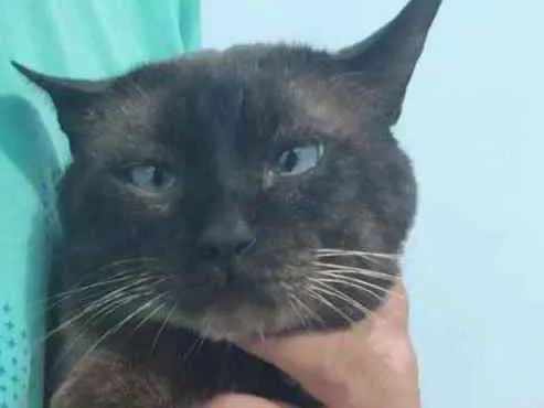 Gato ra a  idade 2 anos nome Bar 