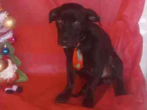 Cachorro raça Vira lata idade 7 a 11 meses nome Romeu