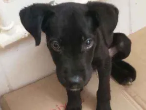 Cachorro raça Vira-lata idade 2 a 6 meses nome Nick