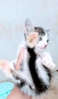 Princesa
