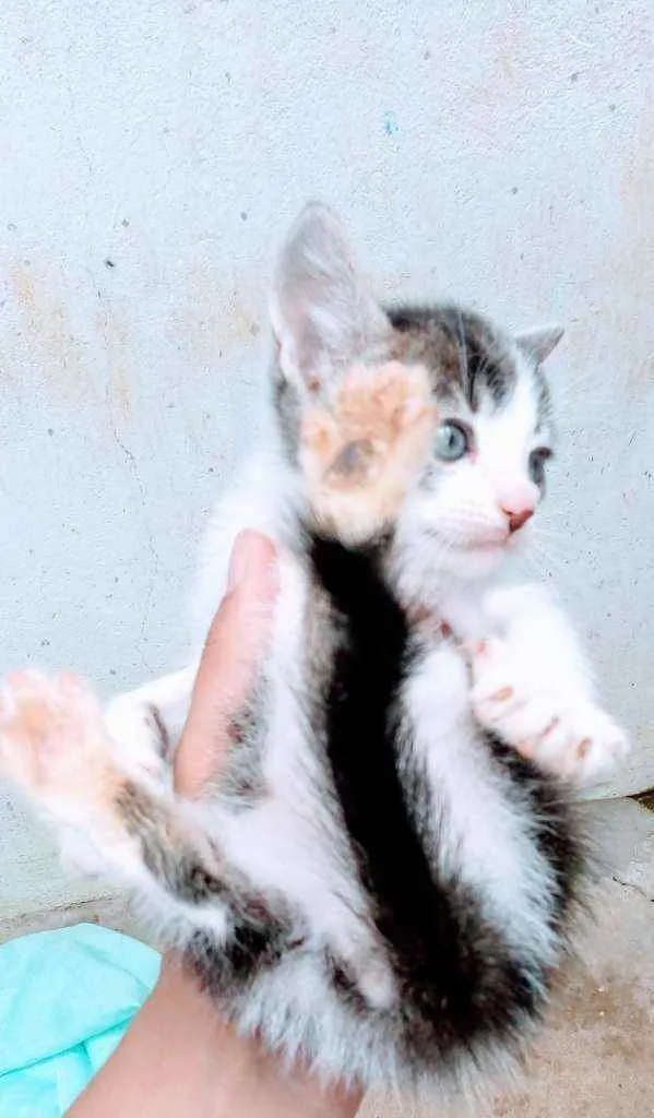 Gato ra a Comum idade Abaixo de 2 meses nome Princesa