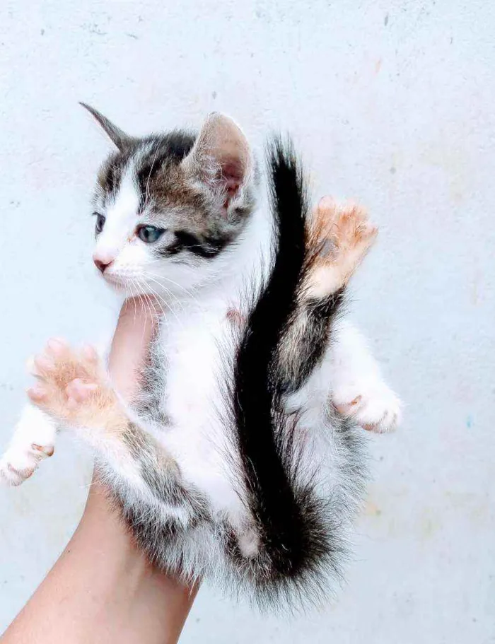 Gato ra a Comum idade Abaixo de 2 meses nome Mya
