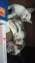 Susi Zeus sininho so