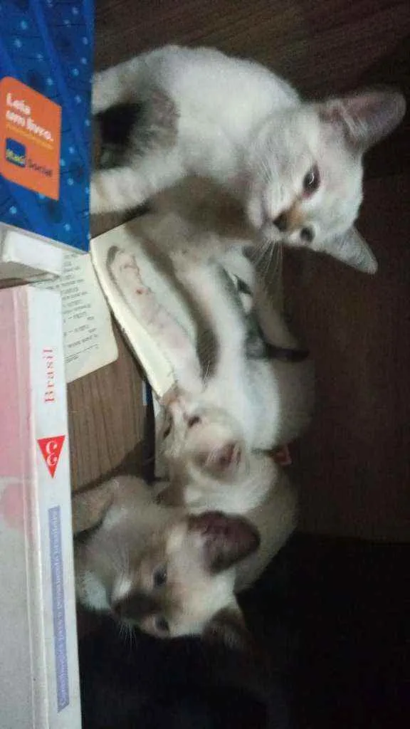 Gato ra a Vilarata idade 2 a 6 meses nome Susi Zeus sininho so