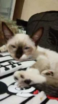 Susi Zeus sininho so