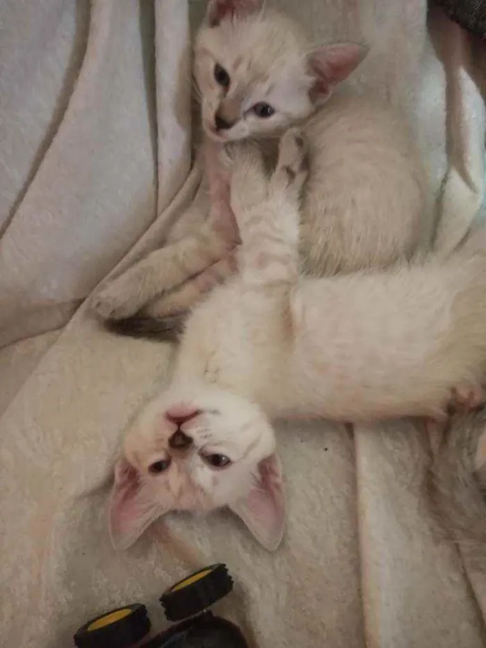 Gato ra a Vilarata idade 2 a 6 meses nome Susi Zeus sininho so