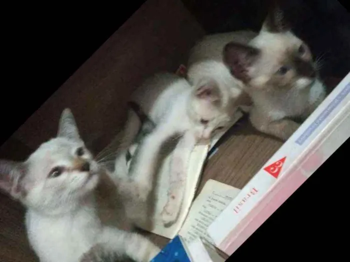 Gato ra a Vilarata idade 2 a 6 meses nome Susi Zeus sininho so