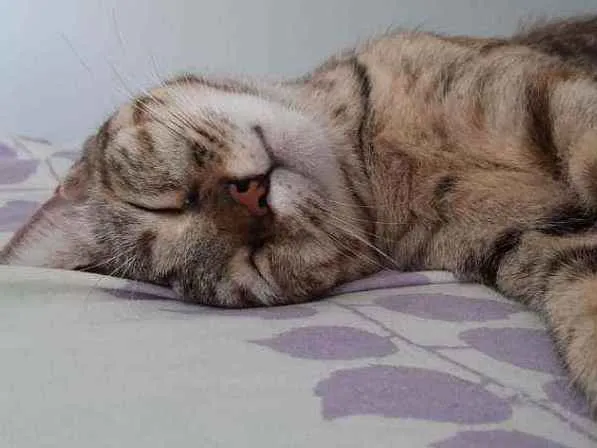 Gato raça Sem raça definida  idade 1 ano nome Nina