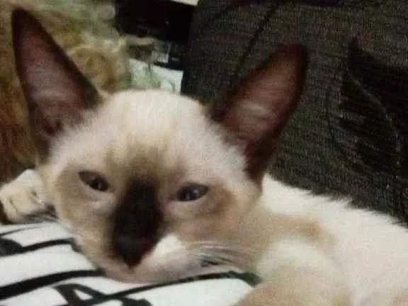 Gato ra a Vilarata idade 2 a 6 meses nome Susi Zeus sininho so
