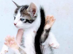 Gato raça Comum idade Abaixo de 2 meses nome Mya