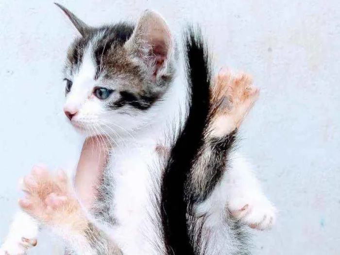 Gato ra a Comum idade Abaixo de 2 meses nome Mya