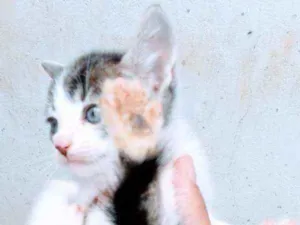Gato raça Comum idade Abaixo de 2 meses nome Princesa