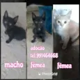 Filhotes