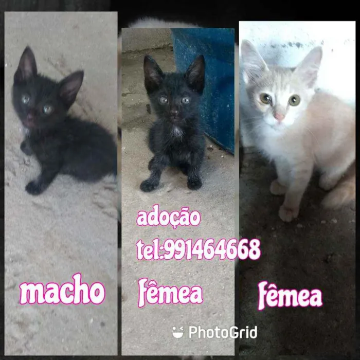 Gato raça Srd idade Abaixo de 2 meses nome Filhotes