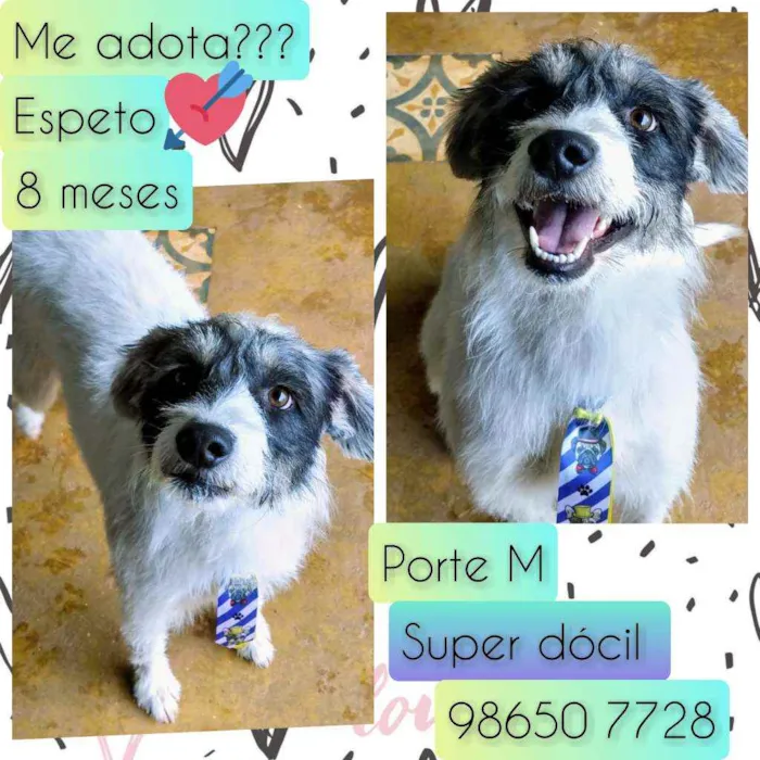 Cachorro raça SRD idade 7 a 11 meses nome Espeto