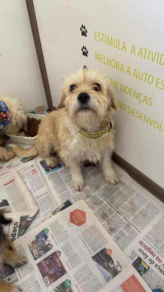 Cachorro ra a SRD idade 2 anos nome Summer 