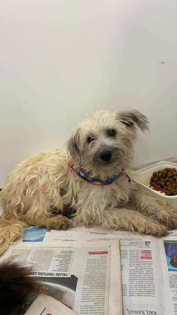 Cachorro ra a SRD idade 1 ano nome Inácio