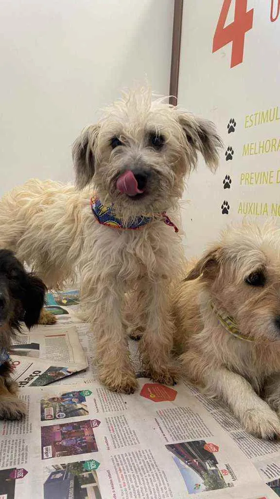 Cachorro ra a SRD idade 1 ano nome Inácio