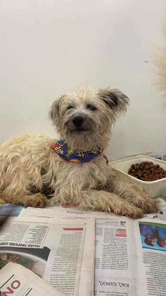 Cachorro ra a SRD idade 1 ano nome Inácio